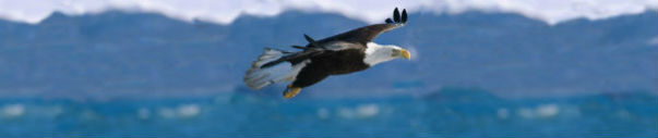 bald-eagle-flight-full